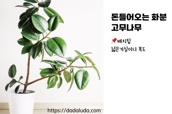 돈들어오는 화분 10가지 배치팁