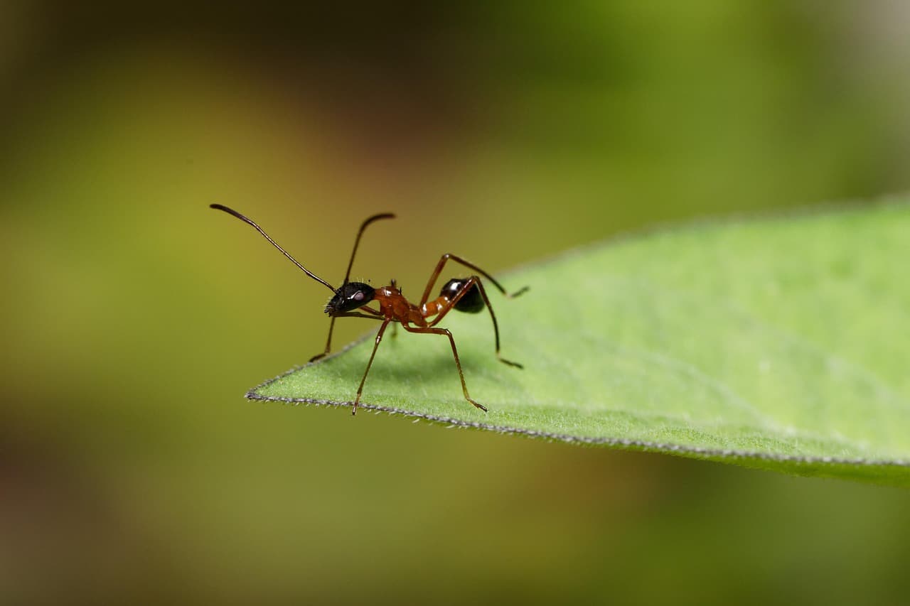 베르나르 베르베르 『개미』
