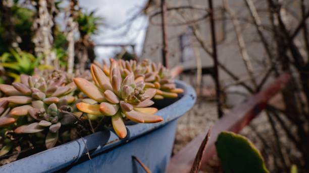 겨울철 다육이 키우는법