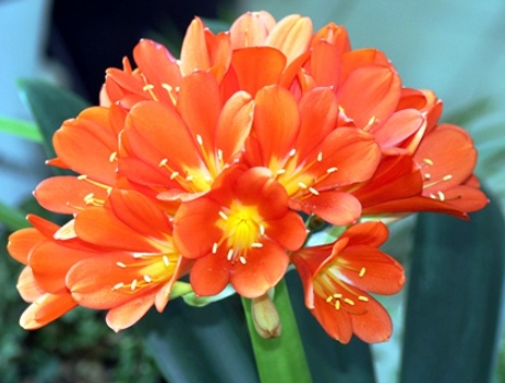 겨울 꽃 군자란