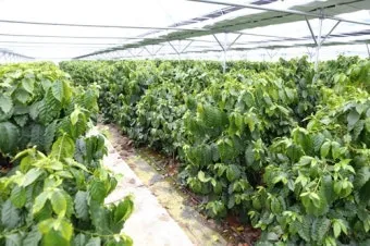 커피나무 재배 실내 재배 물 관리 가지 전정_3