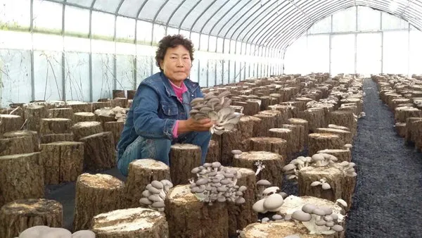 느타리버섯 재배 배지 수분 온도 관리 초보 성공_3