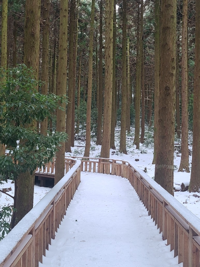 눈이온-사려니숲길