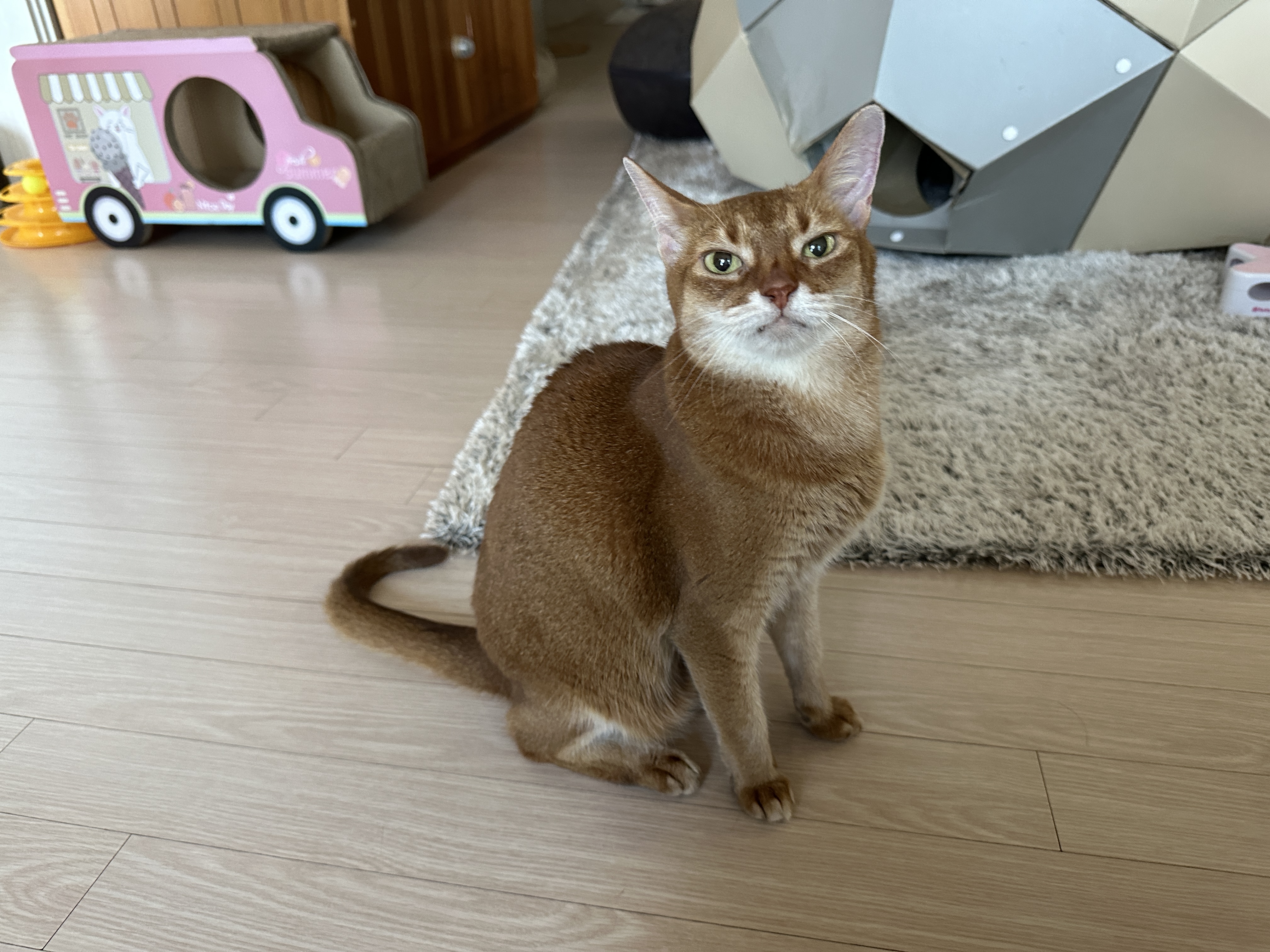 컨디션이_많이_좋아진_루나