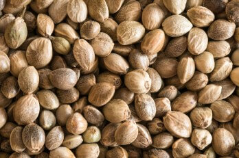 대마종자유 효능&amp;#44; 햄프씨드 식물성 오일로 먹자! 이제는 모두가 건강에 관심이 많다 보니 관리 또한 똑똑하게 합니다. 