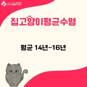 집고양이 vs 길고양이 평균 수명 차이 심층 분석_12