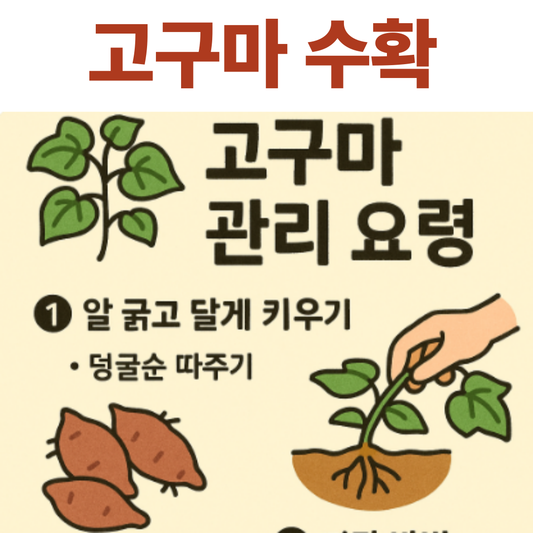 고구마 알 굵고 달게 키우는 법