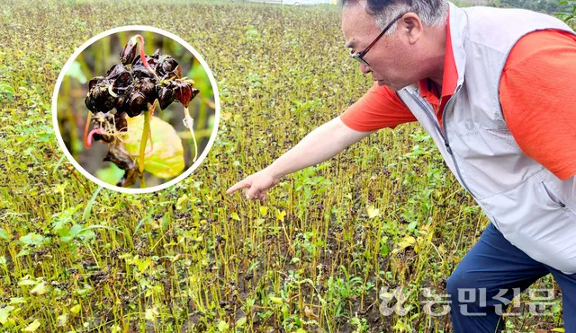 메밀 재배 파종 적기 배수 관리 비료 절감 요령_7