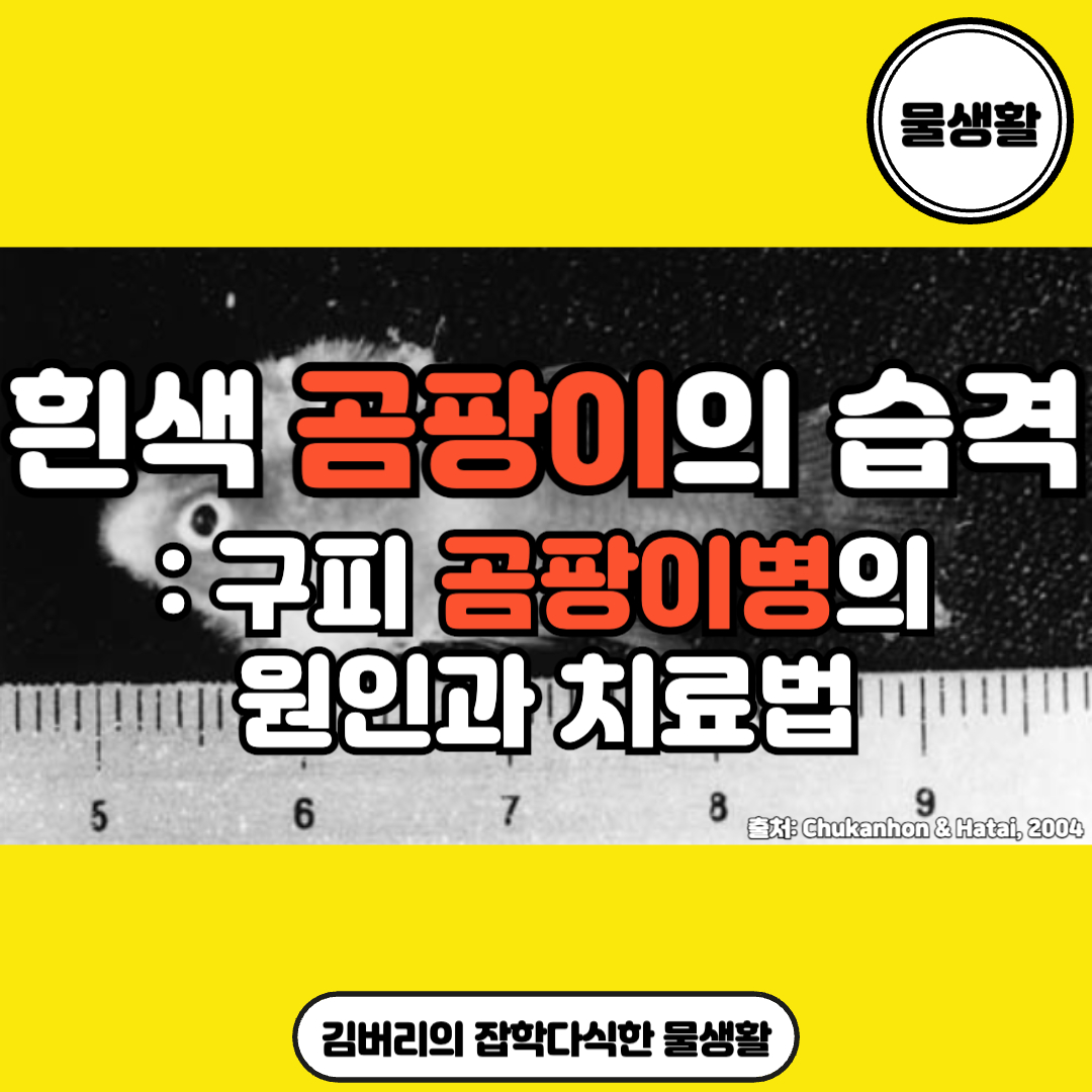 구피 곰팡이병