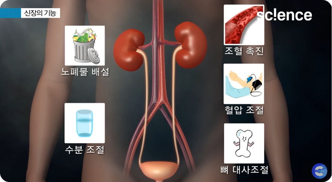 신장의 기능 설명