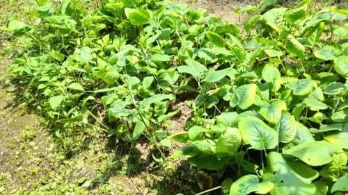 곤드레-엉겅퀴-재배법-거름주기-밑거름-웃거름