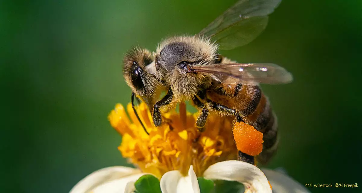 일하는 꿀벌