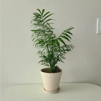 테이블야자 키우기 물주기 실내위치 통풍관리 사무실과 집 모두 적용_4