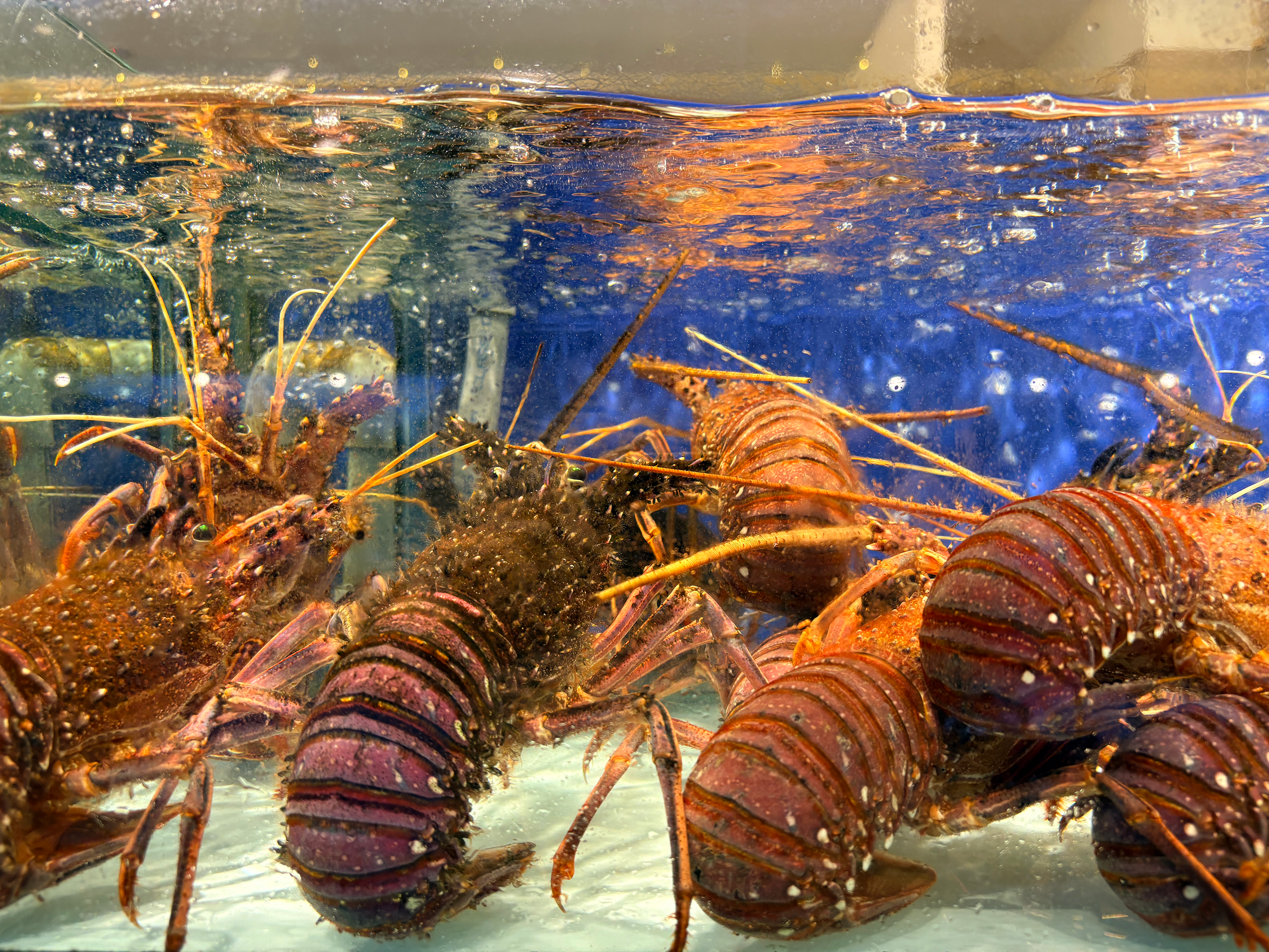 데사루 우타마 시푸드(Desaru Utama Seafood) 식당의 닭새우(Spiny Lobster), 크레이피쉬(Crayfish) 라고도 함