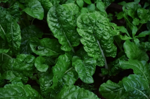 봄 캠핑의 맛은 신선도에서! 아이스박스 명당자리에 봄나물 패킹하는 황금 레이어링