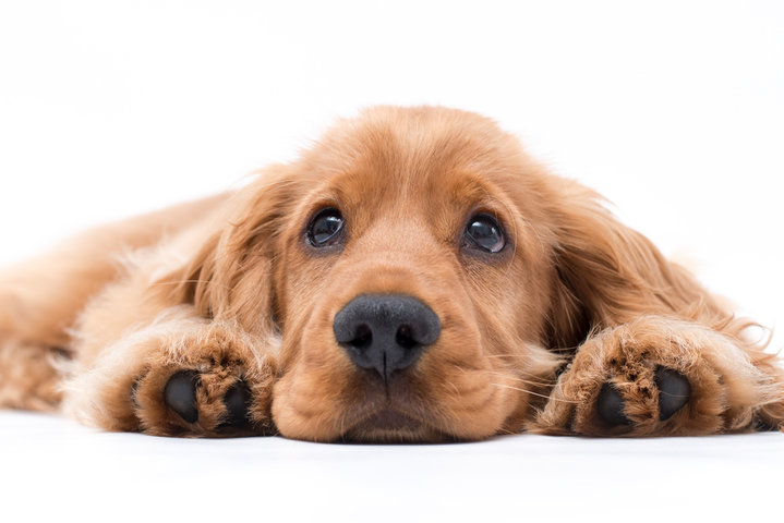 주의해야 할 강아지 알레르기 증상