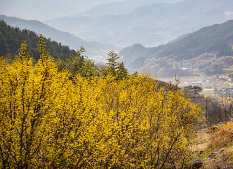 구례 산수유축제