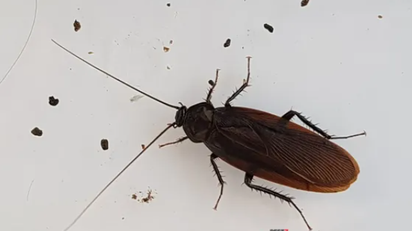 일본바퀴/출처:나무위키