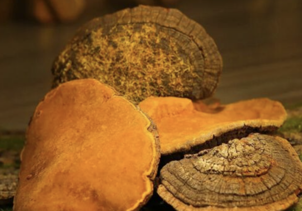 상황버섯 구입 방법