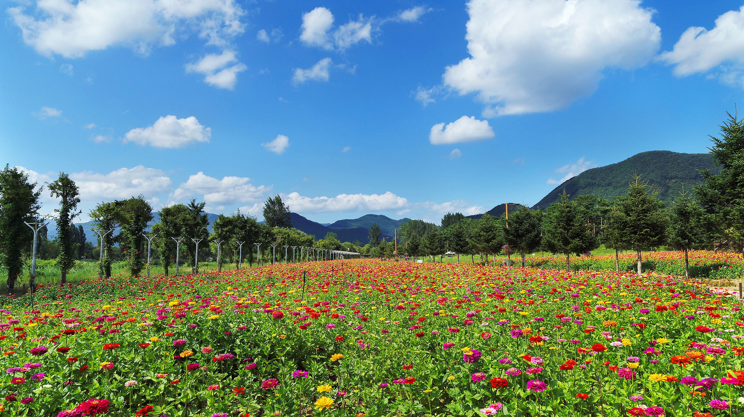 자라섬 꽃 페스타 겹벚꽃 여행의 모든 것