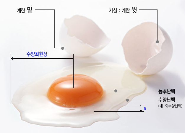 계란 신선도 확인하는 방법에 대해 알아보자