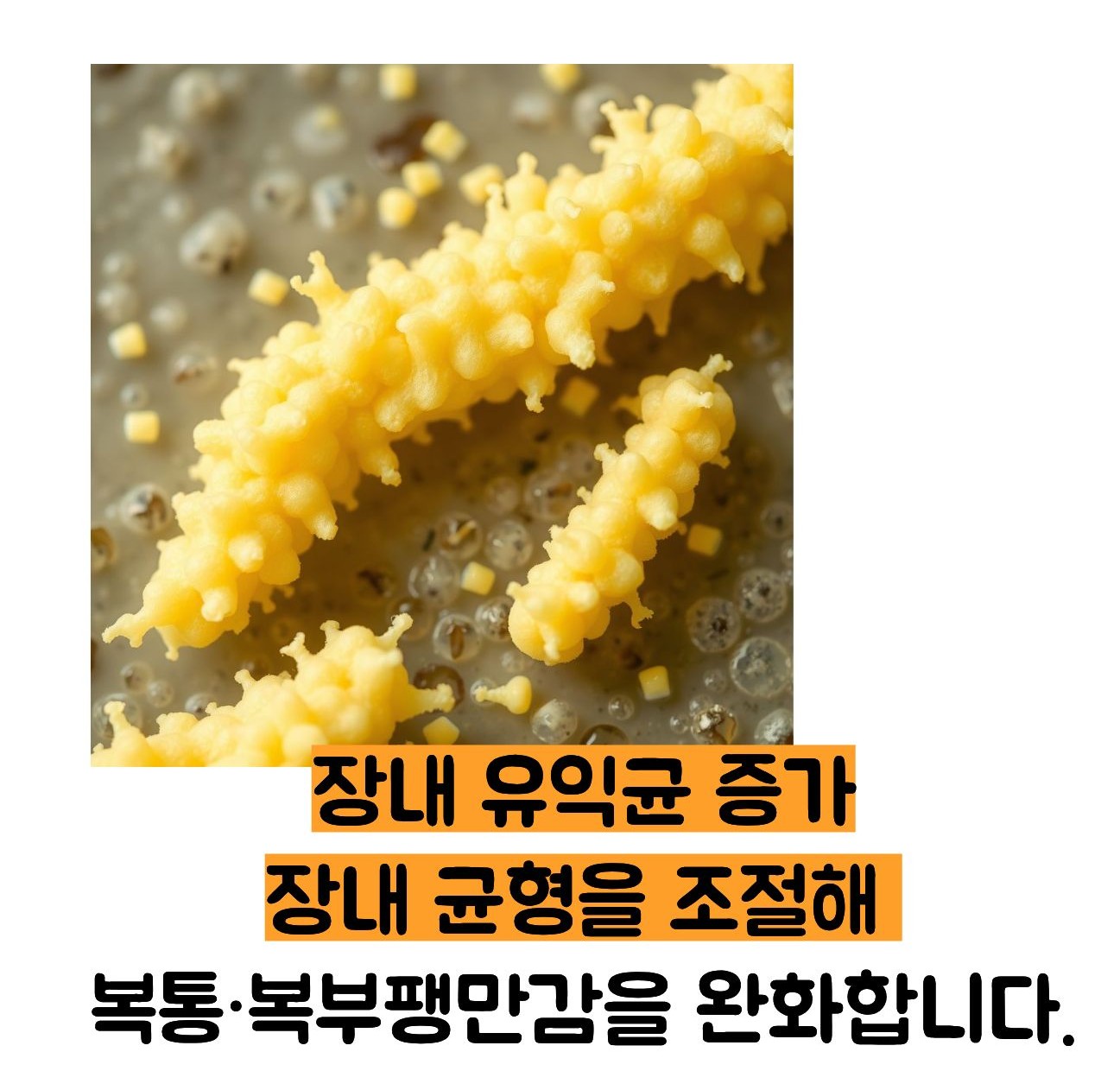 라시도필 캡슐 효능
