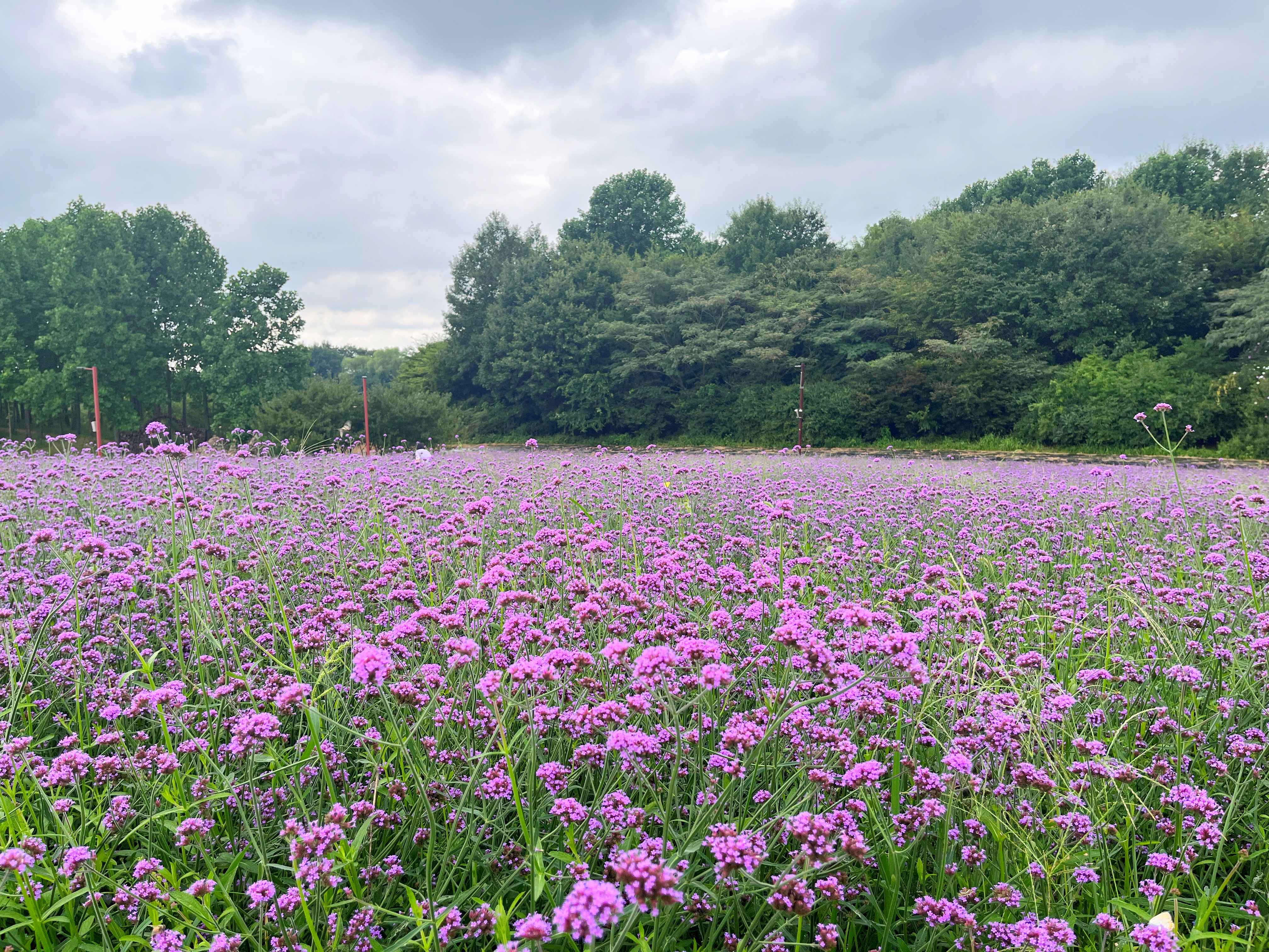 인천 드림파크 야생화단지 버베나