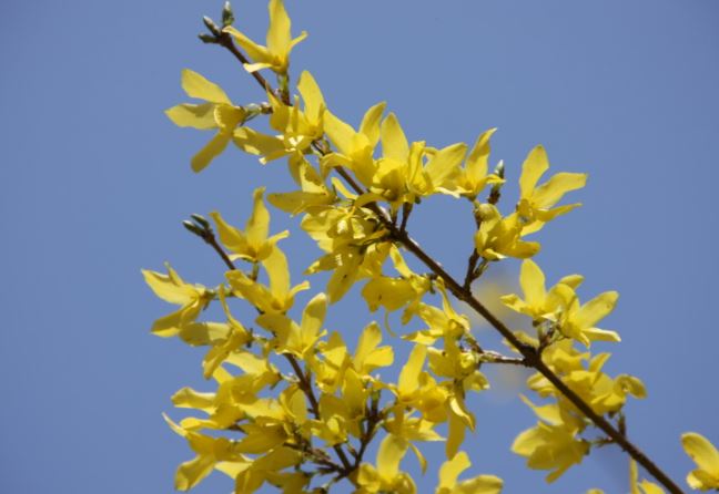 2023년 봄꽃 개화시기 진달래 개나리 벚꽃 축제