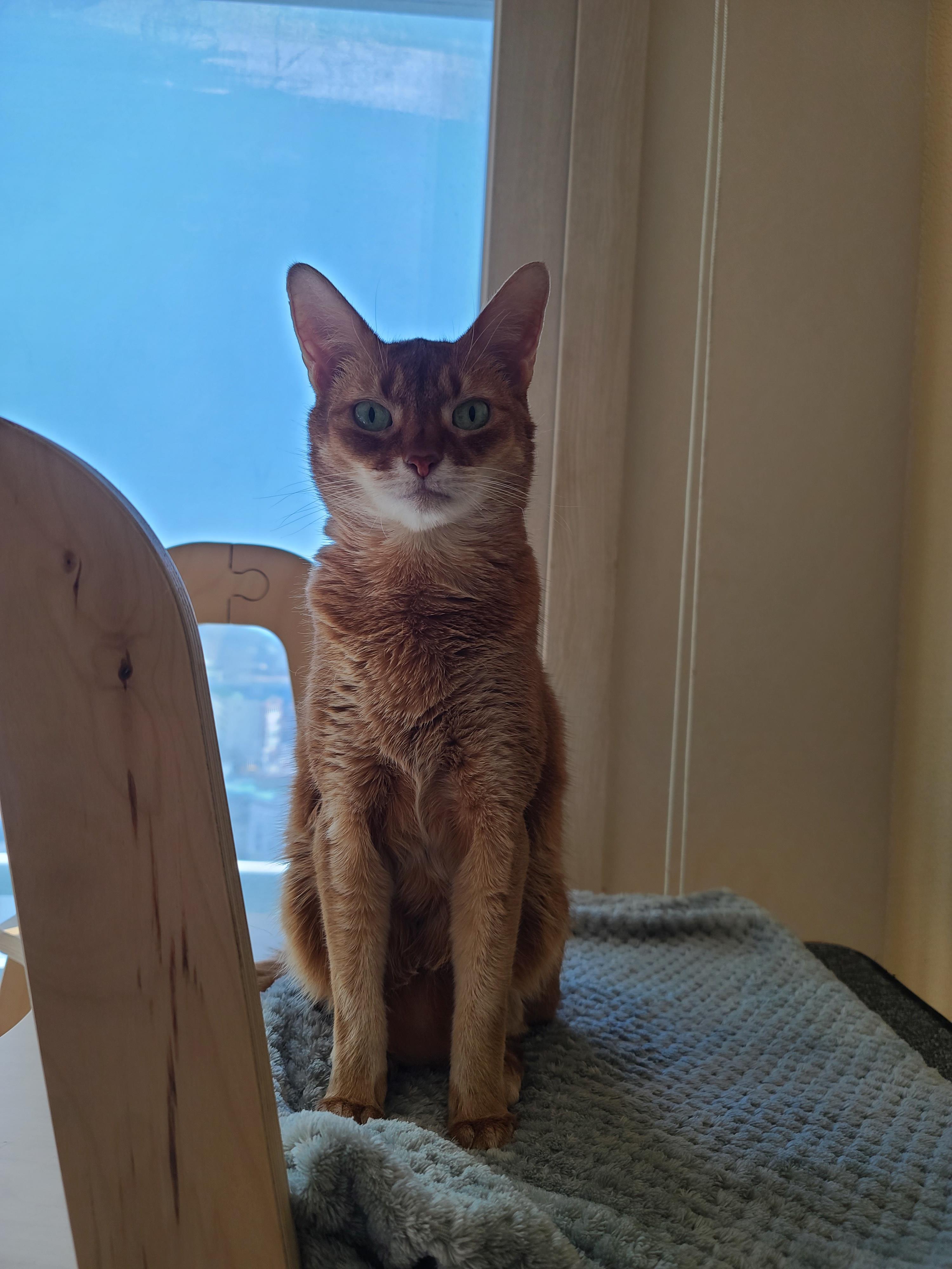 으르렁거리며 집지키는 고양이 루나 (feat.따라쟁이 건)