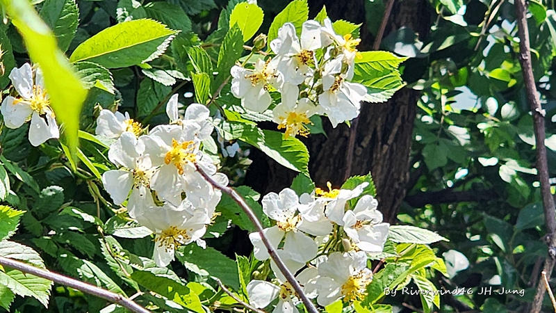 찔레꽃 Rosa multiflora