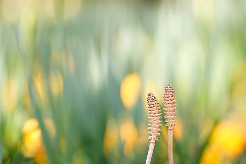 탐론 90mm F2.8 MACRO 매크로 렌즈로 담아낸 꽃의 섬세한 디테일