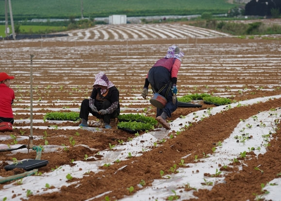 해남배추와 절임배추의 매력