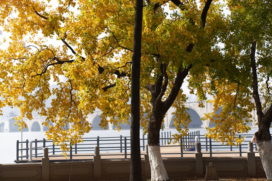 Ginkgo.