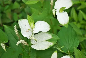 삼백초 효능 및 영양성분&amp;#44; 주의점