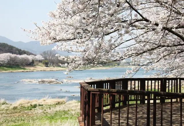 구례 섬진강 벚꽃길2