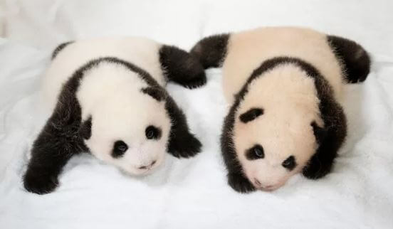 2바오 1바오 쌍둥이 판다