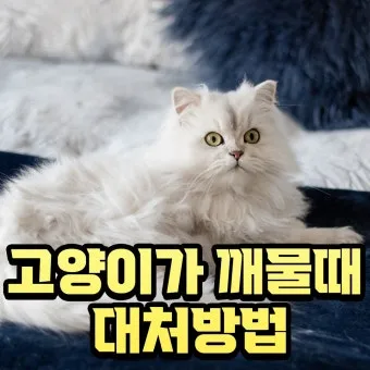 고양이 깨물고 핥아줄 때 관절 핥기 집사 눈물 핥는 의미_13