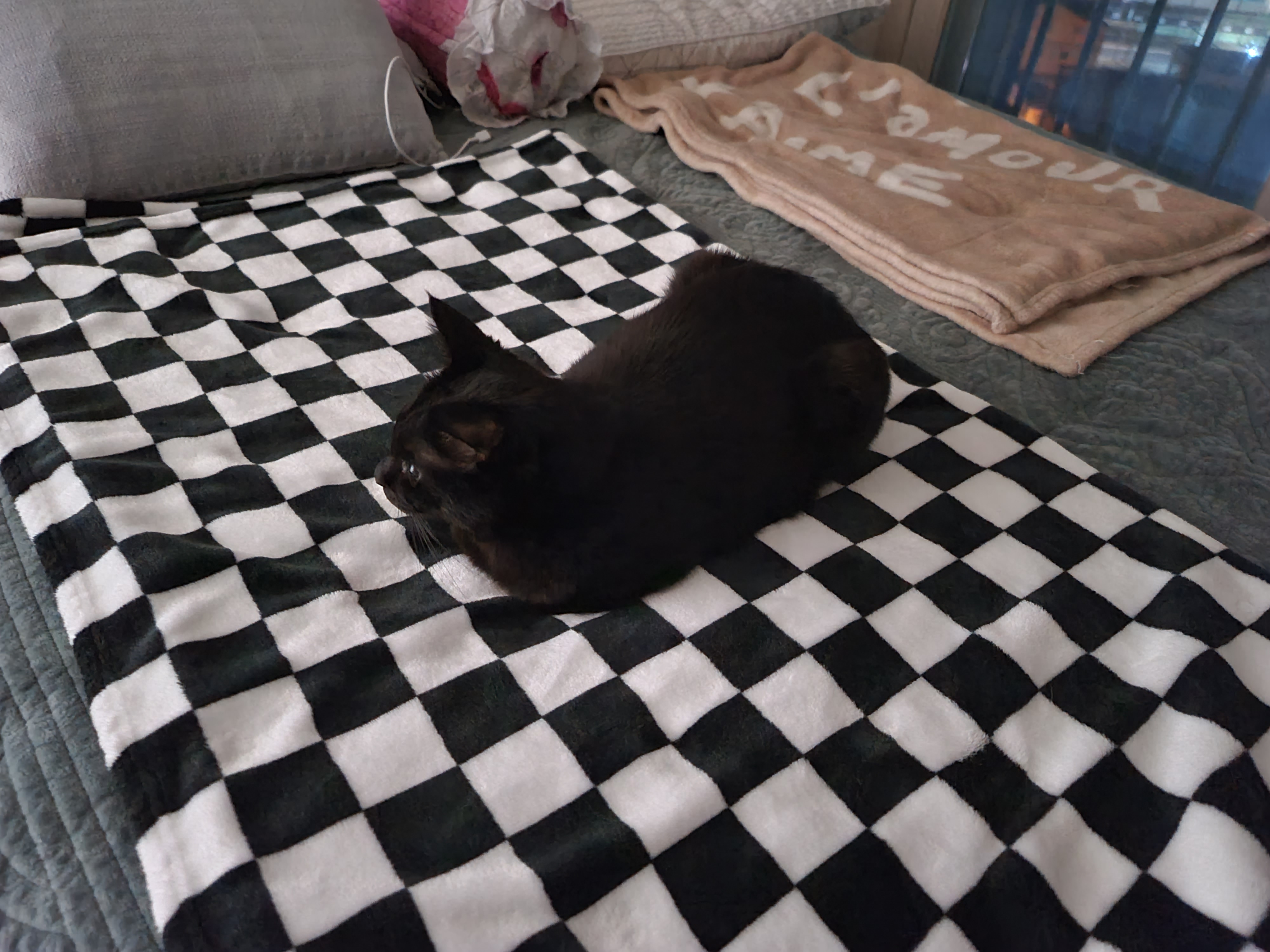 담요랑 찰떡인 건 (feat.색깔이나 패턴이나 너무 잘어울림ㅋ)