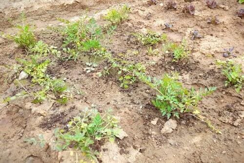 미나리재배법-재배시기-파종시기-정식시기-모종심는시기-수확시기-모종심기