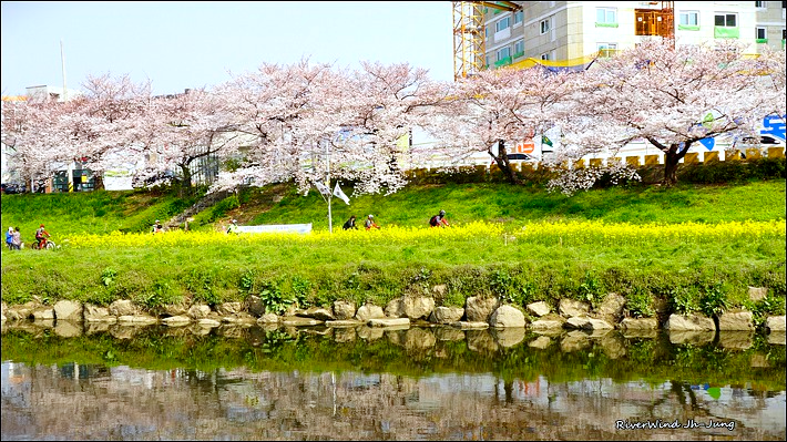 온천천벚꽃