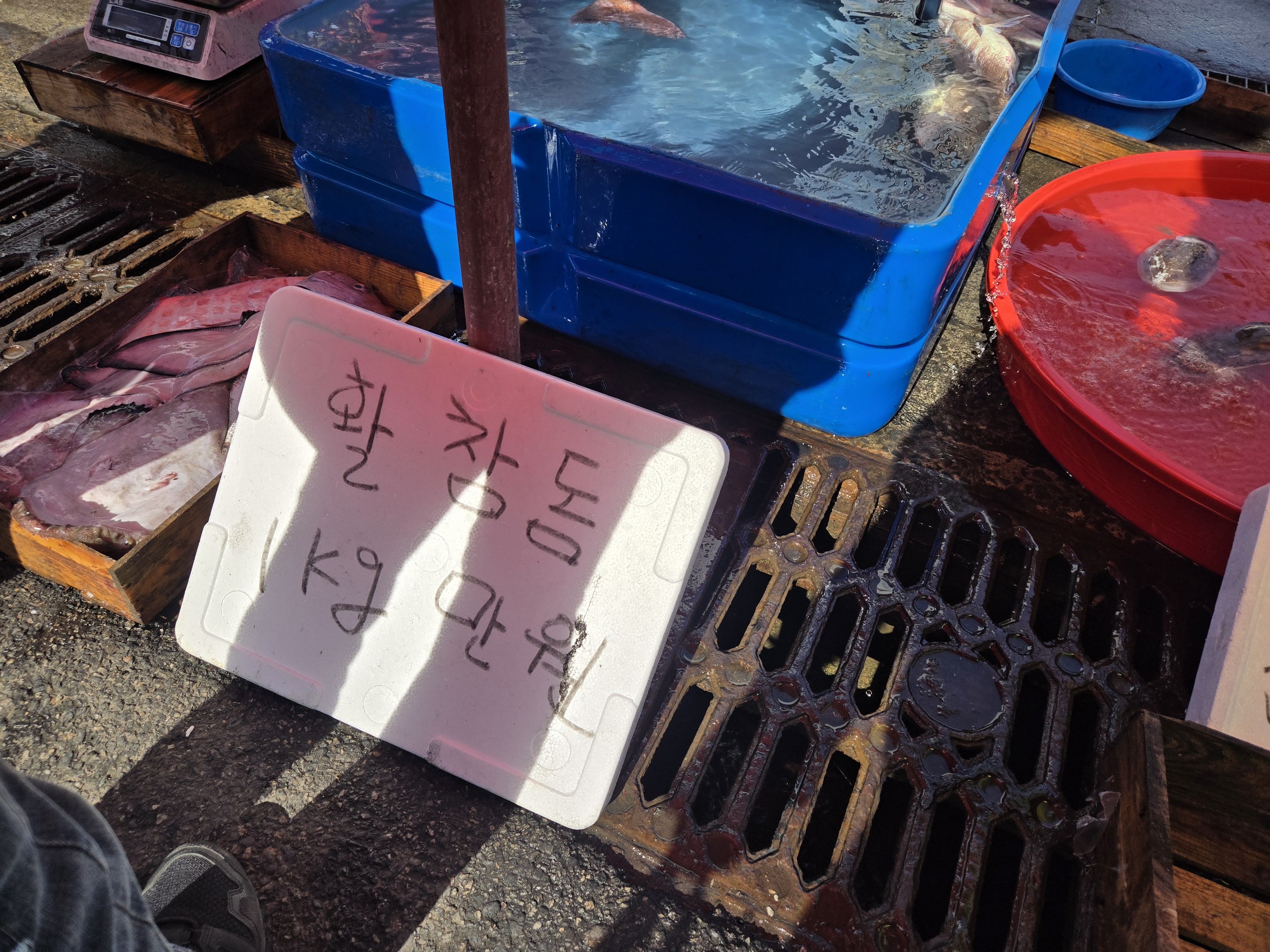 홍원항 참돔 1Kg 1만원