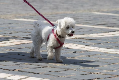 삼성화재 다이렉트 펫보험 펫 실비보험