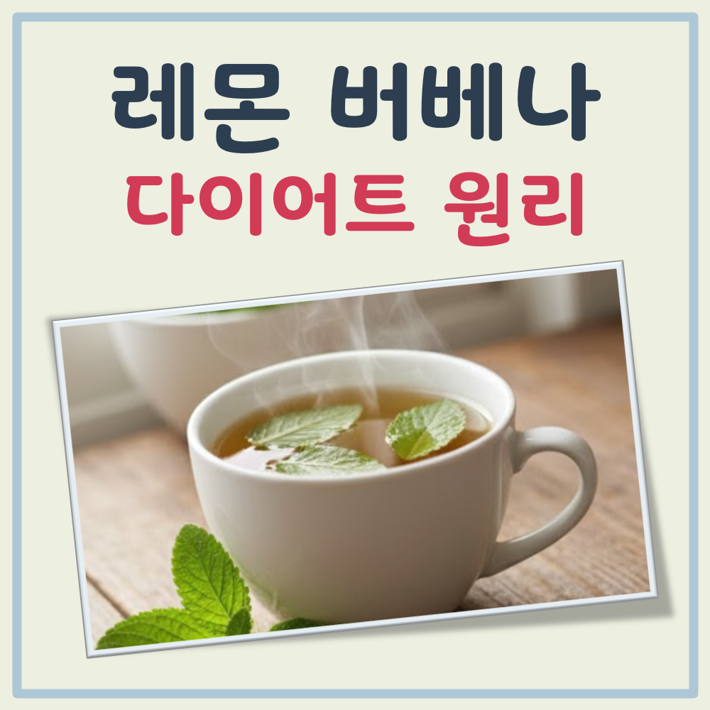 레몬 버베나 다이어트 원리
