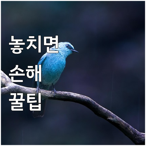 2025 제주 감귤 고품질 만감류 지..