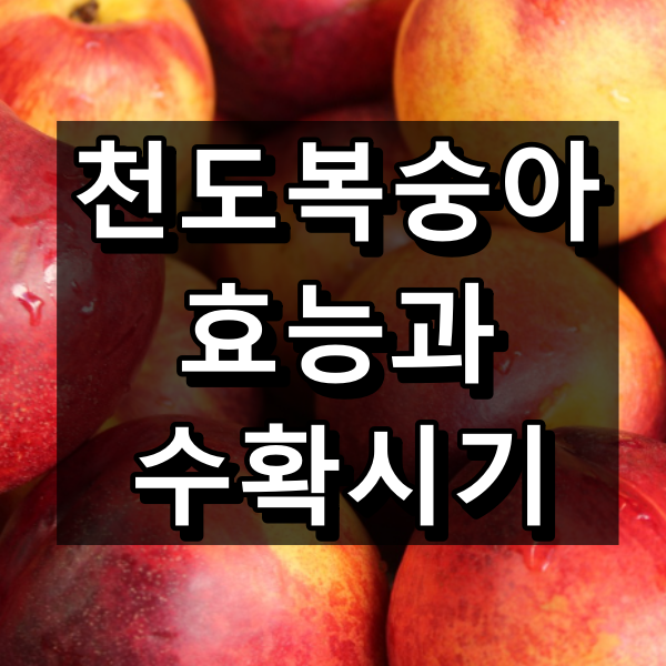 천도 복숭아 효능, 수확시기 대표이미지