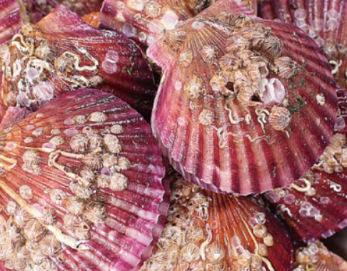 시중에서 쉽게 볼 수 있는 홍가리비 사진입니다.