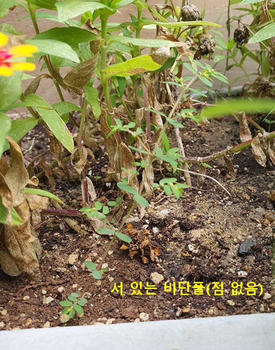 서 있는 비단풀(점 없음)