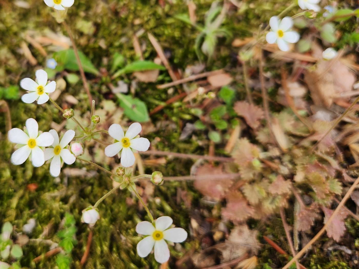 봄맞이(봄맞이꽃)