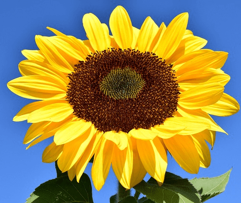 노란 해바라기 한 송이를 확대한 모습이다. 잎은 노랗고 가운데에는 고동색의 해바라기씨들이 가득 붙어있다.