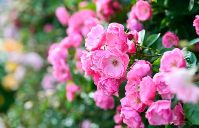 소만(小滿)의 뜻 자세한 설명